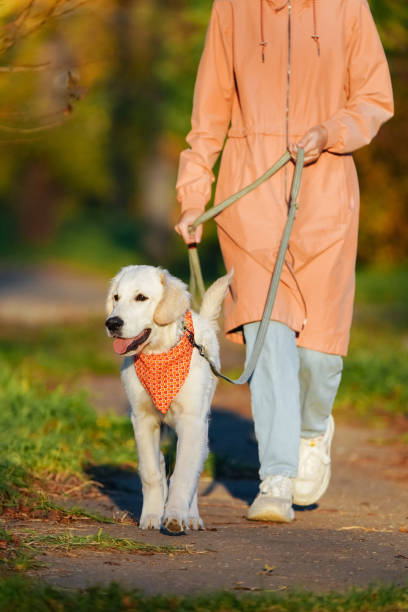 mensch im rosa regenmantel führt golden retriever welpe in einem leuchtend orangefarbenen bandana - golden retriever dog autumn leaf stock-fotos und bilder