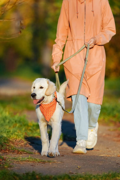 humano con impermeable rosa lleva al cachorro golden retriever en un pañuelo naranja brillante - golden retriever dog autumn leaf fotografías e imágenes de stock