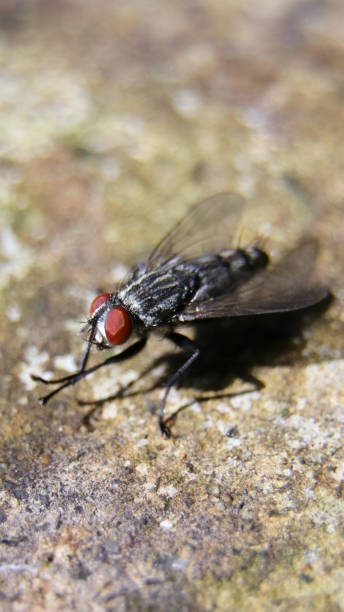 common flesh fly vertical macro shot of a common flesh fly having a black and white body and red eyes sitting on the floor and rubbing its hands during a bright sunny morning flesh fly photos stock pictures, royalty-free photos & images