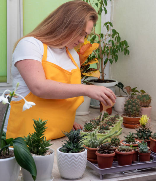 A woman in a yellow apron pours water on small cacti with an enema. Plant care. Selective focus. stock photo