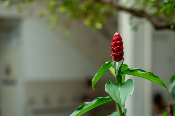istock Hellenia speciosa , Crepe Ginger, Red flower with blur background. 1346110392