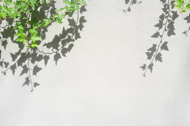 istock White wall with leaves and shadows 1346111508