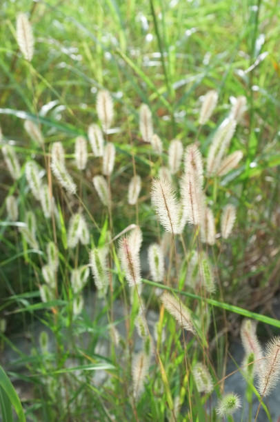 istock Foxtail grass in autumn sunlight 1346111512