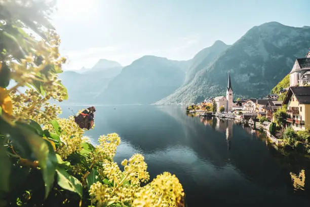 Sunny Morning on Hallstatter See in Austria With Beautiful Butterfly Sitting on Plant in Foreground
