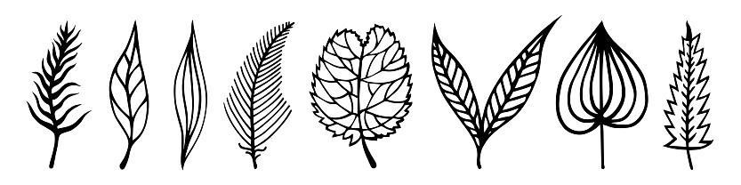 Leaves of trees vector set. Hand-drawn doodles. Black silhouettes of veined leaves. Monochrome natural concept for decoration, card design, eco cosmetics, packaging, textiles, printing.