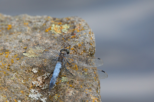 Southern skimmer dragonfly - Orthetrum brunneum sitting on stone, Czech Republic, Europe wildlife