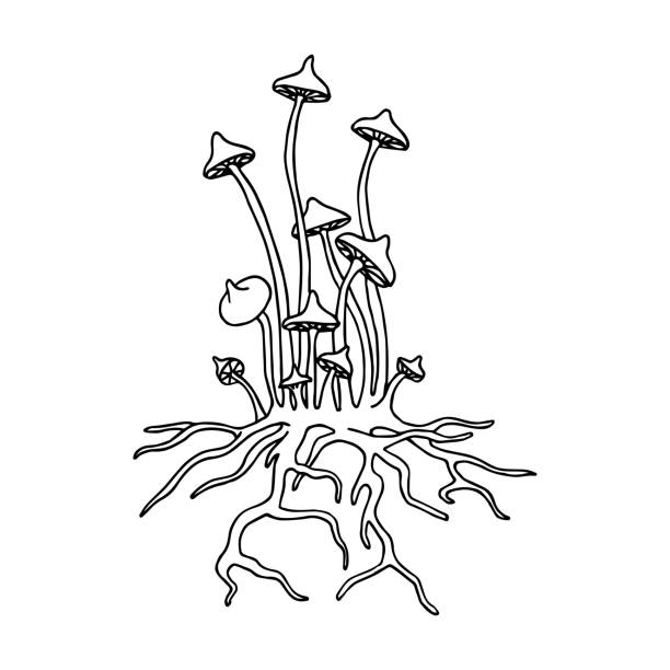 ilustraciones, imágenes clip art, dibujos animados e iconos de stock de un grupo de hongos venenosos del bosque, sapos o agáricos de miel, un ingrediente para pociones de brujas - fungus roots