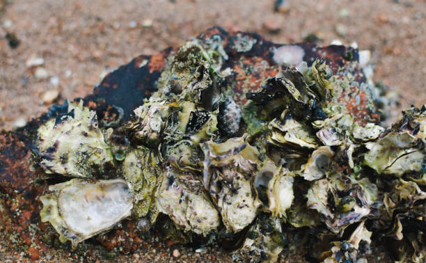istock Shells stuck to the rocks on the beach 1346115691
