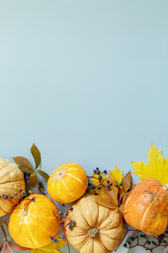 Creative minimal background. Fall, fall, thanksgiving concept. Autumn background pumpkins with autumn leaves on a blue paper background. Flat lay, top view.
