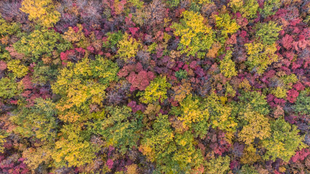 istock autumn multicolored deciduous forest top view from a quadrocopter 1346116557