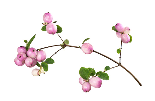 Snowberries (Symphoricarpos pink) with green leaves isolated on white