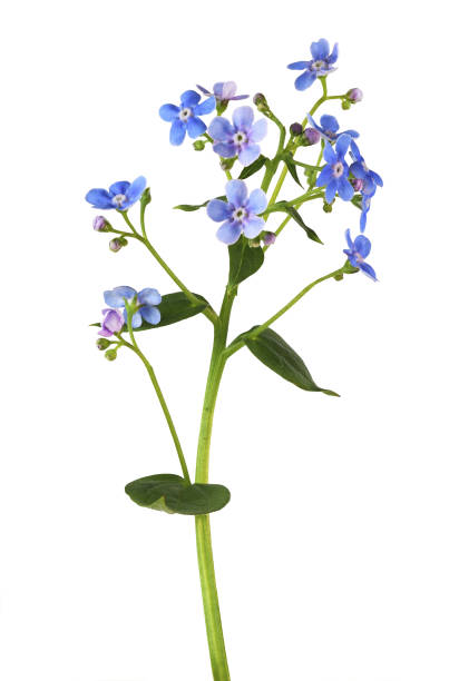 istock Blue forget-me-not flowers isolated 1346117600