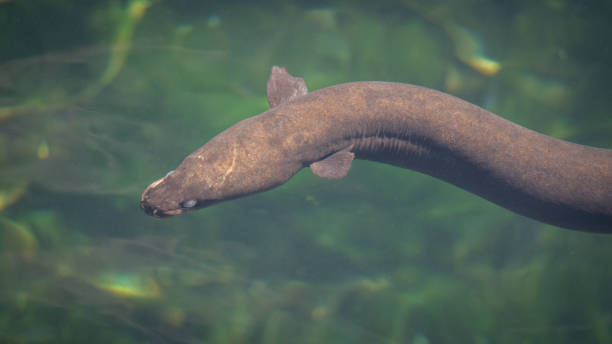 natación de anguila en el lago - saltwater eel fotografías e imágenes de stock