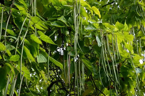It is a low tree, with large leaves. The heart-shaped leaves are light to medium green. The tree maintains a broadly spherical, compact crown, an alley in the city park by the road, catalpa bignonioides