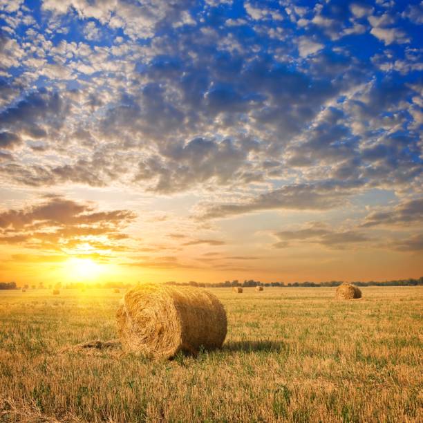 istock haystacks on a autumn field 1346118877
