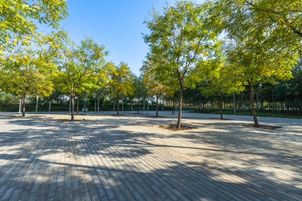 istock beautiful park at a sunny day, shanghai, china 1346119764