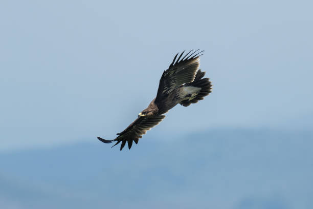 The globally threatened Greater Spotted Eagle in flight The globally threatened Greater Spotted Eagle (Clanga clanga) in flight spotted eagle stock pictures, royalty-free photos & images