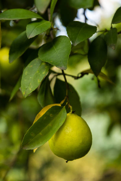 Grapefruit fruit on the tree branch before harvesting in a garden in Madrid, Spain
