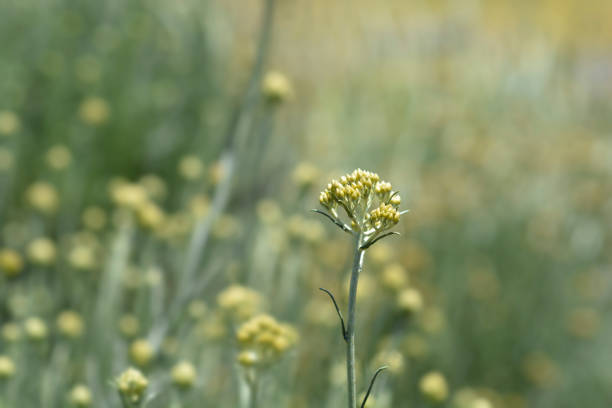 istock Italian everlasting flowers 1346123818