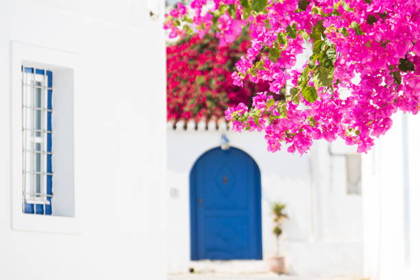 Beautiful blooming bougenvilia with traditional old blue door in old village Emporio on the island of Santorini in Greece.