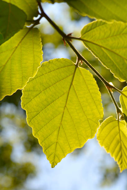 istock Japanese Witch Hazel Zuccariniana 1346123862