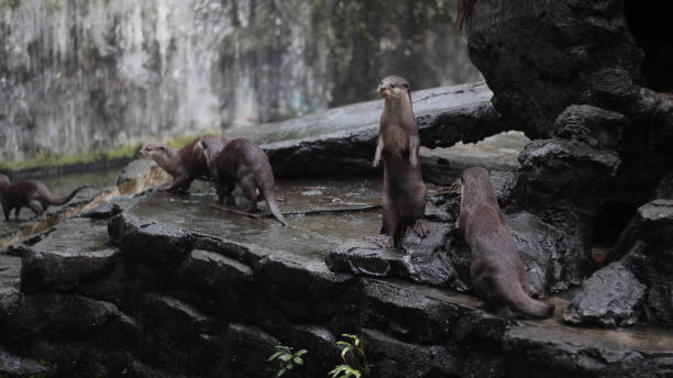 istock Oriental small-clawed otter (Amblonyx cinereus), also known as the Asian small-clawed otter standing together with their group. 1346123928