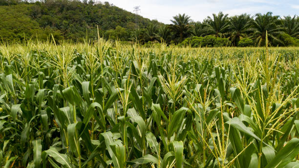 istock Agriculture Aerial View 1346125004