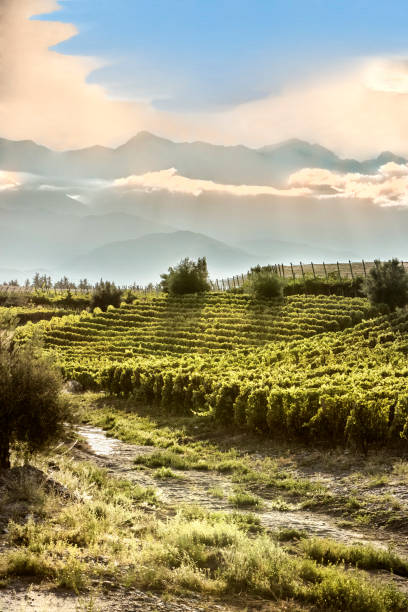 안데스 기슭의 일몰에 포도원. 투풍가토, 멘도사, 아르헨티나. - agriculture winemaking cultivated land diminishing perspective 뉴스 사진 이미지