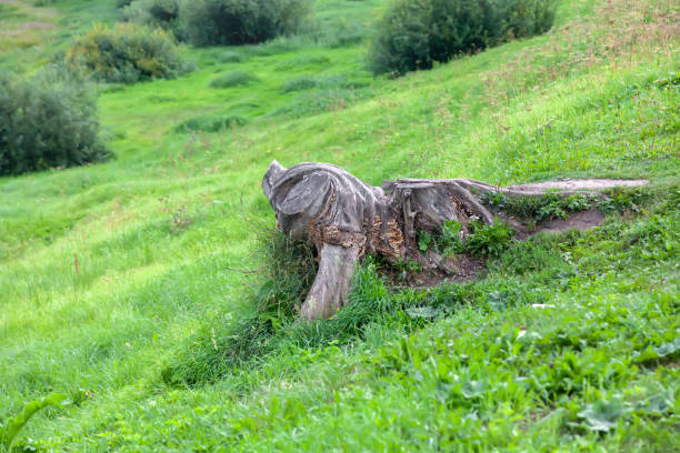 Mighty stump of an old tree on a grassy hill