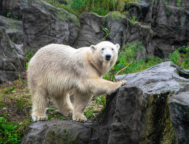 Polar bear (Ursus maritimus) in the zoo