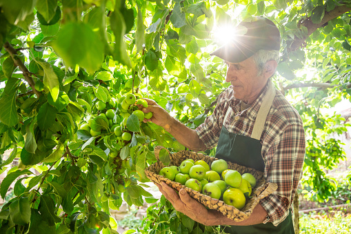 Mature farmer holding basket with green apples