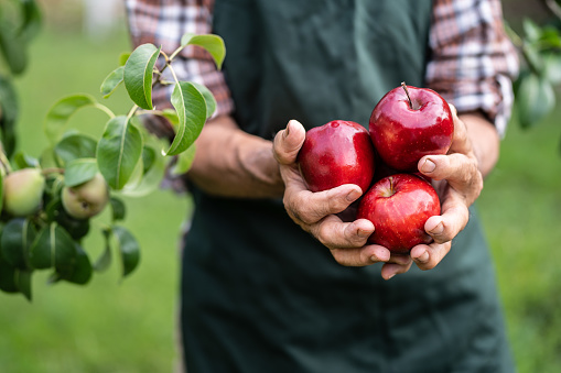 Mature farmer holding red apples
