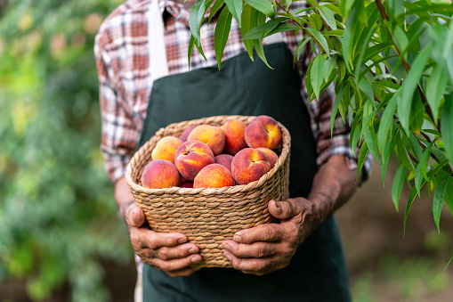 Mature farmer holding basket with peaches