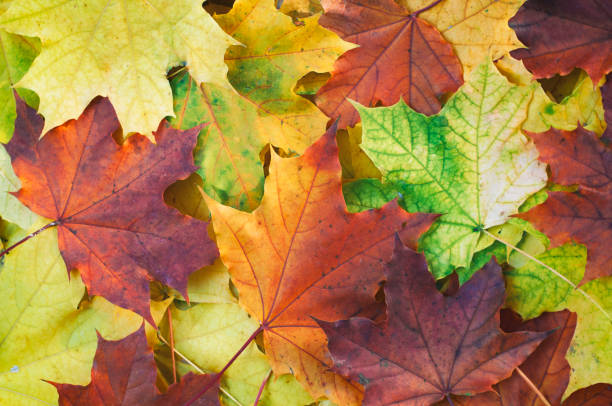 istock autumn, a background of fallen multi-colored maple leaves lie on the grass 1346129836