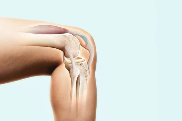 The structure of the knee joint.