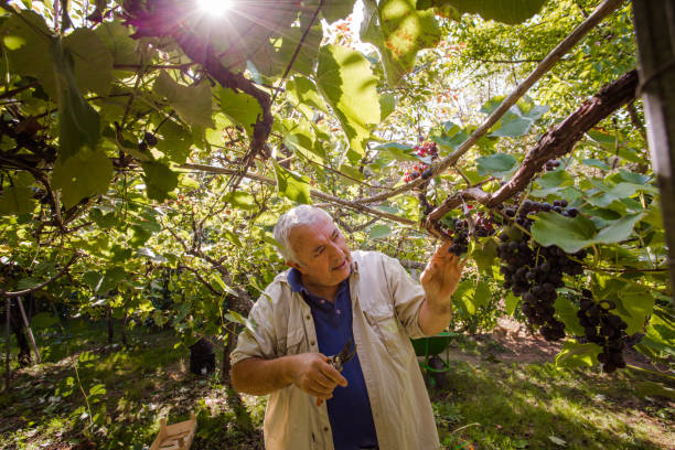 istock Senior man picking grapes in overhead vineyard 1346131774