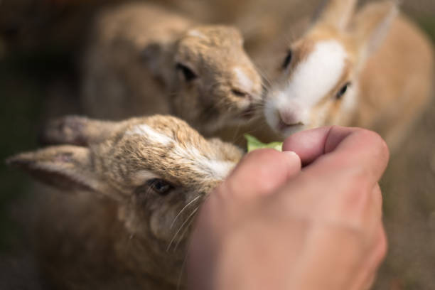 istock Three rabbits flocking to the cabbage for food 1346133767