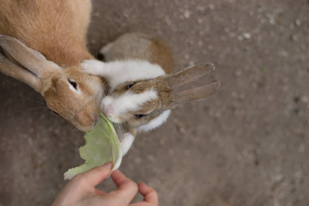 istock Two rabbits flocking to the cabbage for food 1346133822