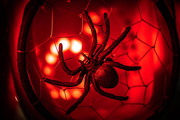 Black spider on a web in red light for Halloween stock photo