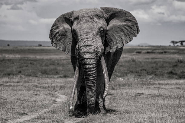 istock Elephants of Amboseli National Park 1346134351