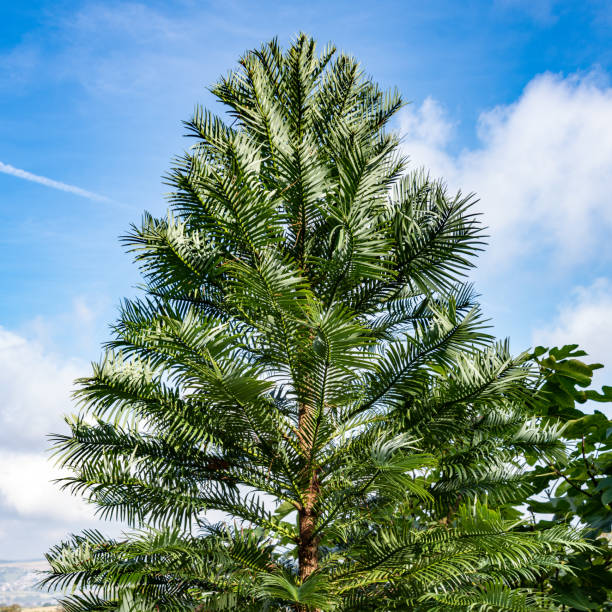 copa de un pino wollemi - wollemia nobilis - pino raro - nobilis fotografías e imágenes de stock