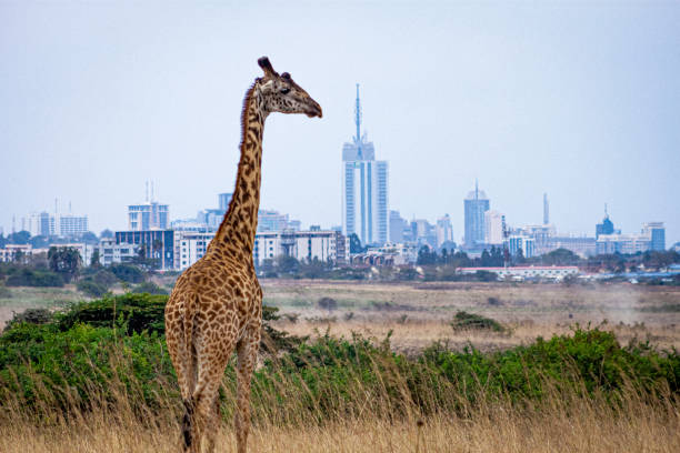 Giraffe in the Nairobi National Reserve Giraffe with a backdrop of the city of Nairobi masai giraffe stock pictures, royalty-free photos & images
