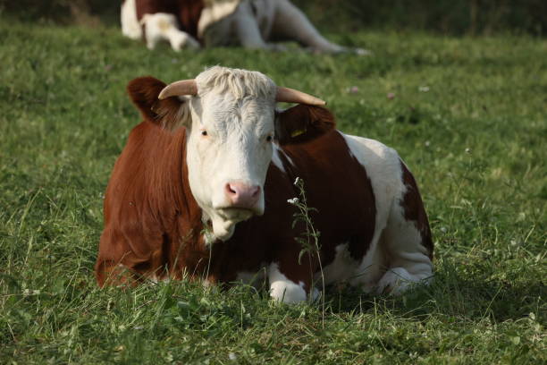 istock Red spotted cow lies on a green meadow 1346135729
