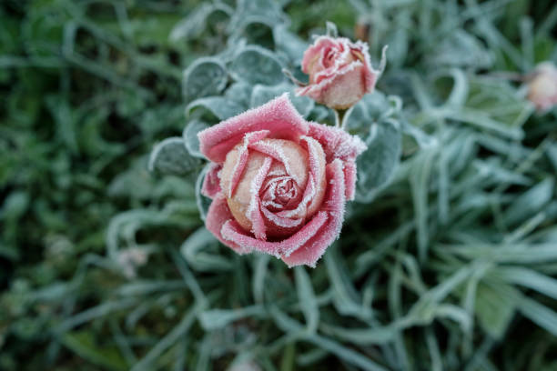 The rose petals are covered with frost during the morning frosts. Frozen rosebud close-up on a blurred background. Pink flower in crystals of frost. In the morning frost, rose petals are covered with hoarfrost. frozen rose stock pictures, royalty-free photos & images