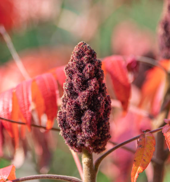 Rhus Typhina or Stag’s Horn Sumac plant