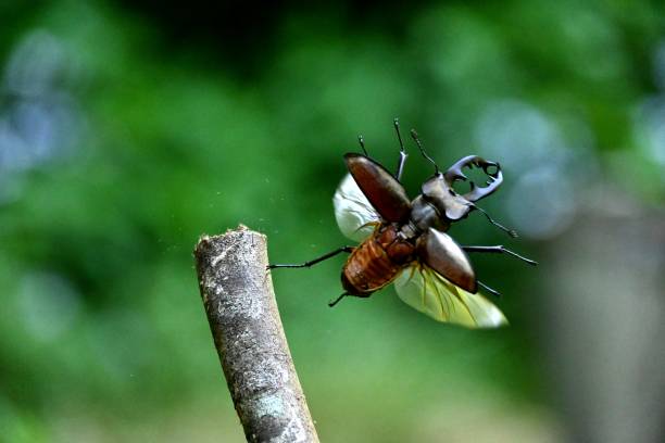 Flight of stag beetles