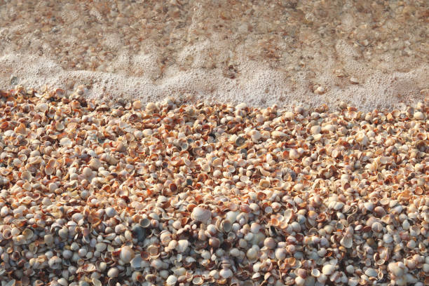 istock Summer background of seashells 1346137238