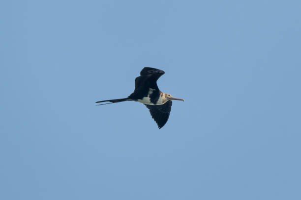 istock A young Christmas Island Frigatebird in flight 1346137925