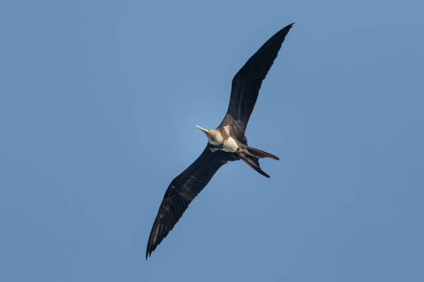 A young Christmas Island Frigatebird in flight from below A young Christmas Island Frigatebird (Fregata andrewsi) in flight from below fregata minor stock pictures, royalty-free photos & images