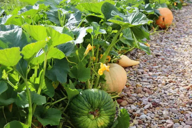 Photo of Big pumpkins growing on bed in garden, harvest organic vegetables. Autumn fall view on country style. Healthy food vegan vegetarian baby dieting concept. Local garden produce clean food